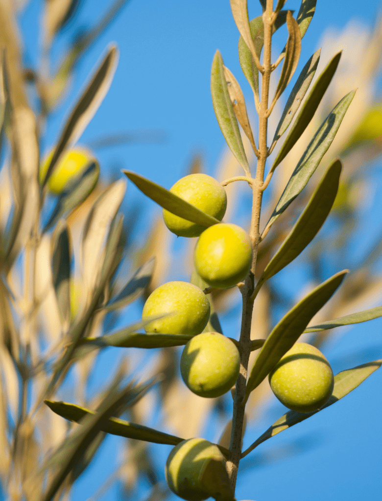 rameaux d'olivier et olive