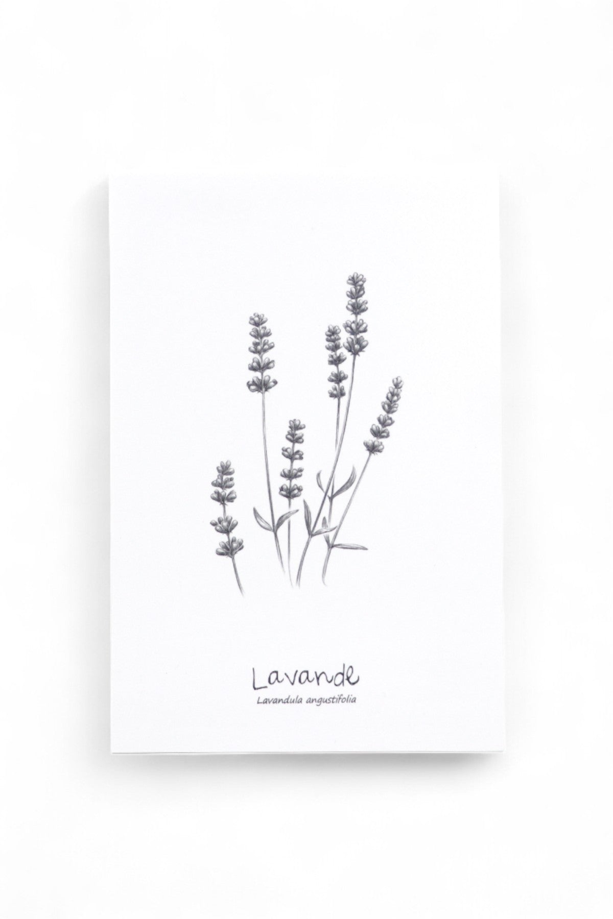 Carte postale Lavande