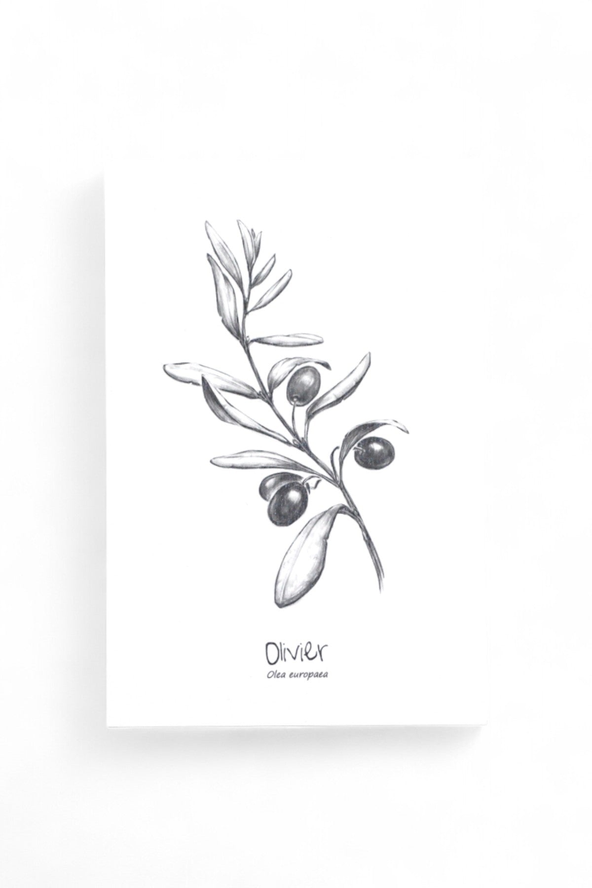 Carte postale Olivier