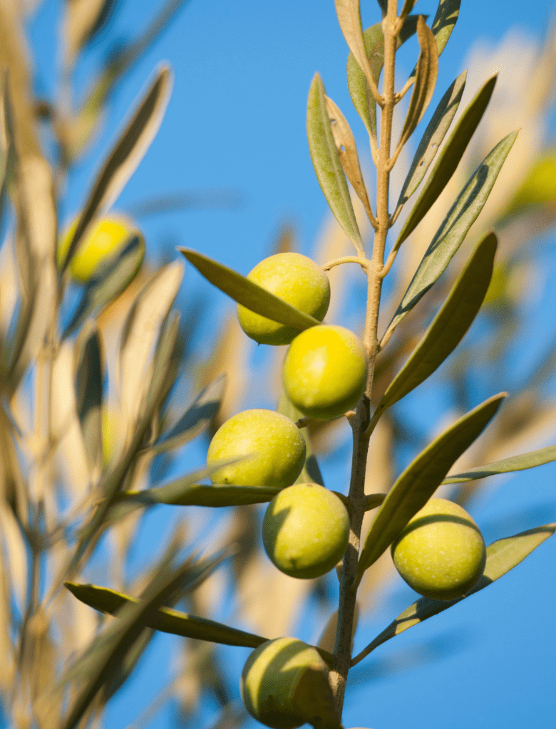 Les secrets de la Production d'Huiles d'Olive Biologiques !