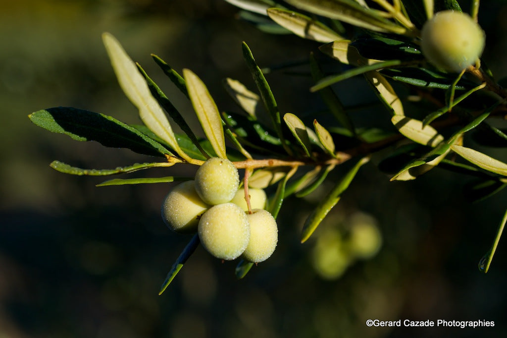 Le cycle annuel de l'olivier