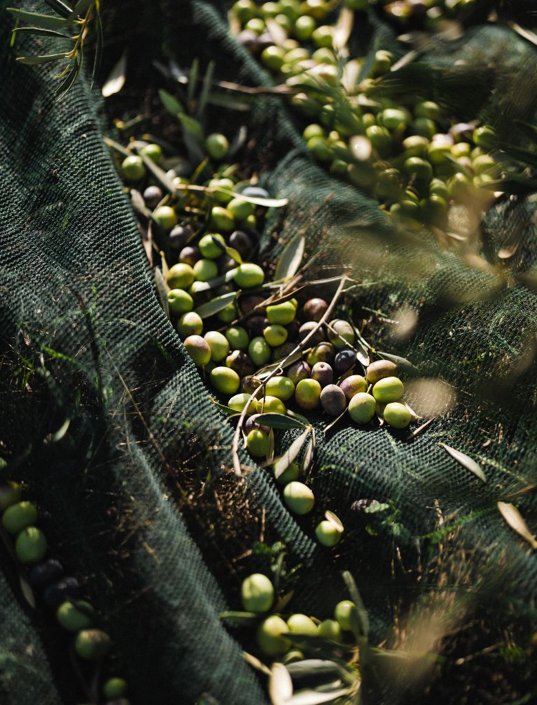 La production d'huile d'olive dans le monde