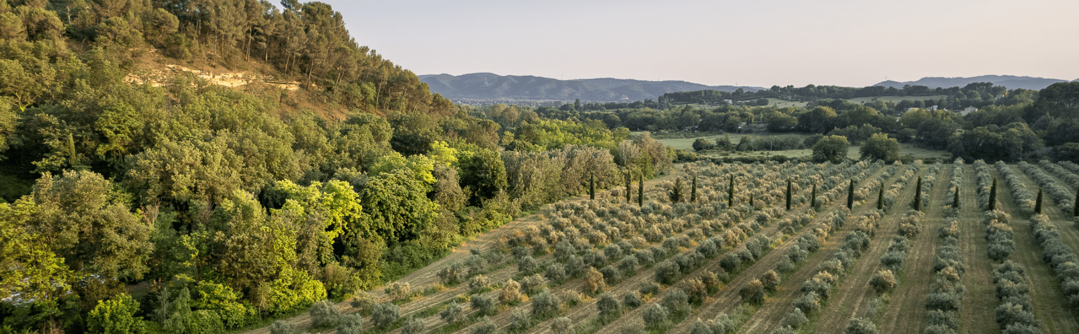 Paysage champs oliveraie